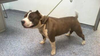American Staffordshire Terrier Dogs Available for Adoption in Charlotte, North Carolina - SAWYER | PetCurious
