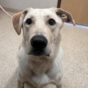 Sonny -  Great Pyrenees and Yellow Labrador Retriever Dog for Adoption in Reno, Nevada - Sonny | PetCurious