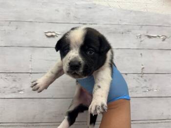 A597726 -  Australian Cattle Dog Blue Heeler Dog for Adoption in San Bernardino, California - A597726 | PetCurious