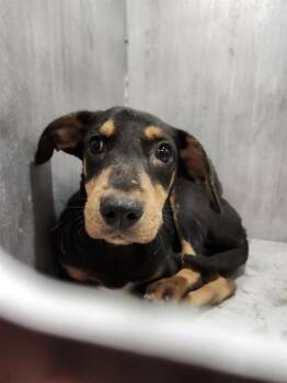 Rottweiler Dogs Available for Adoption - A795194 | PetCurious
