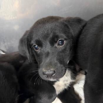 Lilly -  Black Labrador Retriever and Mixed Breed Dog for Adoption in Parrish, Alabama - Lilly | PetCurious