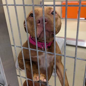 Sydney -  Pit Bull Terrier Dog for Adoption in Philadelphia, Pennsylvania - Sydney | PetCurious