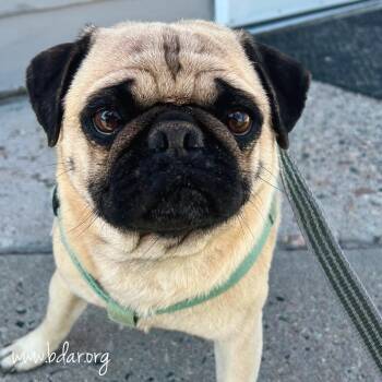 Pug Dogs Available for Adoption in Cheyenne, Wyoming - Rebel | PetCurious