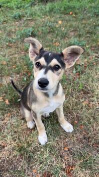 Moxie -  Mixed Breed Dog for Adoption in Sioux Falls, South Dakota - Moxie | PetCurious