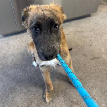 111368 -  Mixed Breed Dog for Adoption in Las Cruces, New Mexico - 111368 | PetCurious