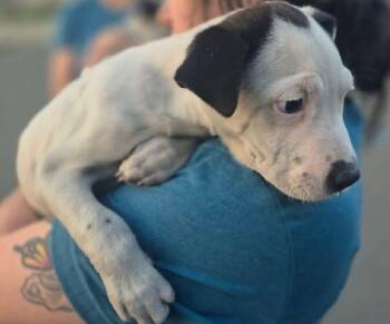 Great Pyrenees Dogs Available for Adoption in Sterling, Massachusetts - Echo 11 Weeks AVAIL 4/22 | PetCurious