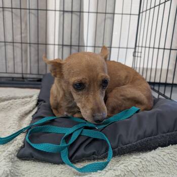 Luma -  Chihuahua Dog for Adoption in Chico, California - Luma | PetCurious
