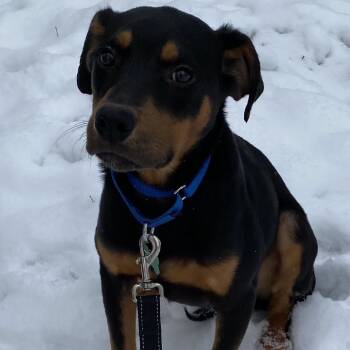 Rescue Doberman Pinscher and German Pinscher Dogs for Adoption in Avon, Ohio - Bo (Rain) | PetCurious