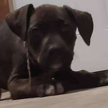 Rescue Doberman Pinscher Dogs for Adoption in Fredericksburg, Virginia - Speak Now Spritz | PetCurious