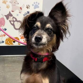 Ripley -  Spaniel and Chihuahua Dog for Adoption in Milner, Georgia - Ripley | PetCurious