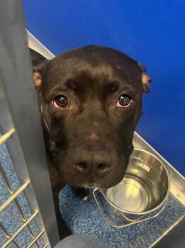 Pit Bull Terrier Dogs Available for Adoption in Tarboro, North Carolina - 26-193 Diamond | PetCurious