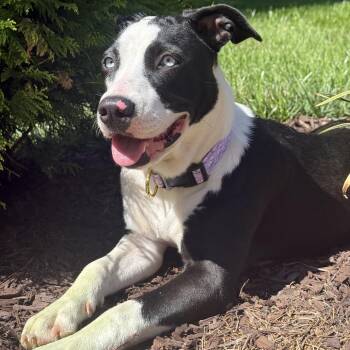 Little Debbie -  Border Collie and Mixed Breed Dog for Adoption in Greensboro, North Carolina - Little Debbie | PetCurious