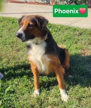 Phoenix -  Border Collie and Mixed Breed Dog for Adoption in Clinton, Missouri - Phoenix | PetCurious