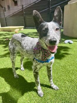 Australian Cattle Dog Blue Heeler Dogs Available for Adoption in San Francisco, California - HOWDY | PetCurious