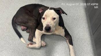 SAMMY -  American Bulldog Dog for Adoption in Ocala, Florida - SAMMY | PetCurious