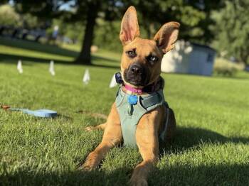 German Shepherd Dog and Husky Dogs Available for Adoption in Penfield, New York - Layla | PetCurious