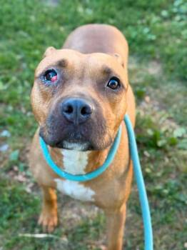 Nora -  Pit Bull Terrier Dog for Adoption in Chicago, Illinois - Nora | PetCurious