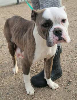 American Bulldog and Mixed Breed Dogs Available for Adoption - Lily | PetCurious