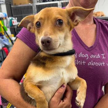 Clover -  Mixed Breed Dog for Adoption in Fredericksburg, Virginia - Clover | PetCurious
