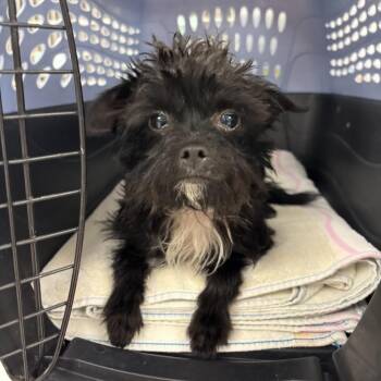 Beans -  Terrier Dog for Adoption in Los Angeles, California - Beans | PetCurious