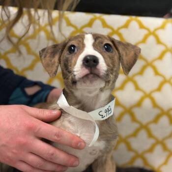 Mixed Breed Dogs Available for Adoption - Twister | PetCurious