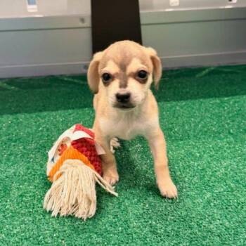 Twix -  Chihuahua and Mixed Breed Dog for Adoption in Henderson, Nevada - Twix | PetCurious