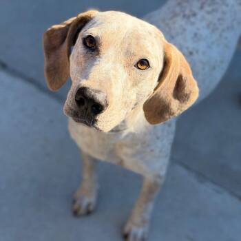 Appleton -  English Coonhound Dog for Adoption in Parrish, Alabama - Appleton | PetCurious