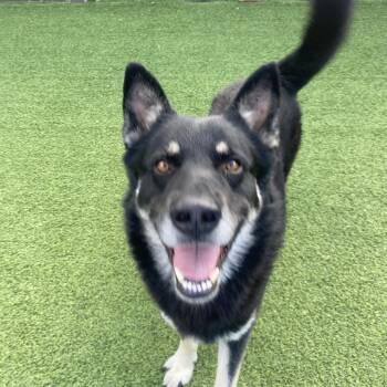 German Shepherd Dog Dogs Available for Adoption - Bear | PetCurious