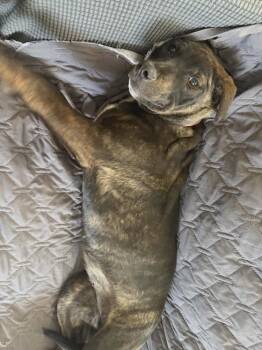 Pit Bull Terrier and Labrador Retriever Dogs Available for Adoption - Bay | PetCurious