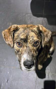 Rescue Labrador Retriever Dogs for Adoption in Niagara Falls, Ontario - Pahpisi (20251029-01) | PetCurious