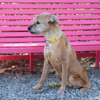 Terrier Dogs Available for Adoption - Bridget | PetCurious