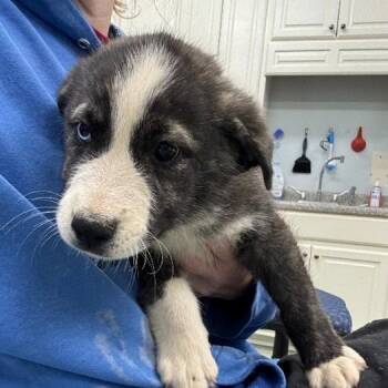 Husky and Shepherd Dogs Available for Adoption in Eastford, Connecticut - NY Old Fashioned Avail May 9 (Carmel NY Fire Dept) | PetCurious