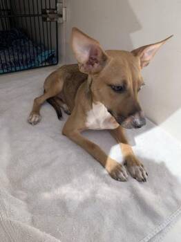 Smooth Fox Terrier and Mixed Breed Dogs Available for Adoption - Lavender | PetCurious