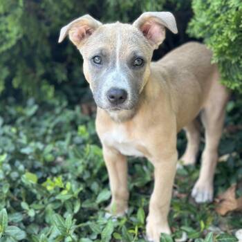 MOXIE -  Shepherd Dog for Adoption in La Grange, Kentucky - MOXIE | PetCurious