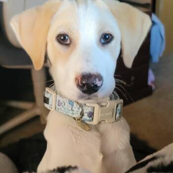 Labrador Retriever and Foxhound Dogs Available for Adoption in Tomah, Wisconsin - Lincoln | PetCurious