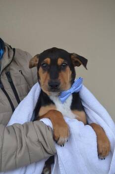 Shepherd Dogs Available for Adoption - Friendship | PetCurious