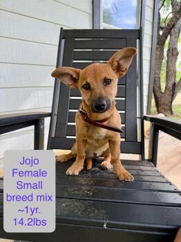 Dachshund and Terrier Dogs Available for Adoption in Winter, Wisconsin - Jojo  | PetCurious