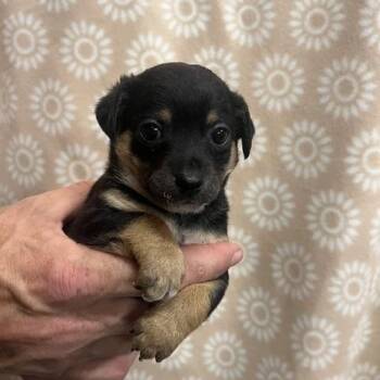 Jack Russell Terrier Dogs Available for Adoption in Lodi, California - Jacob | PetCurious