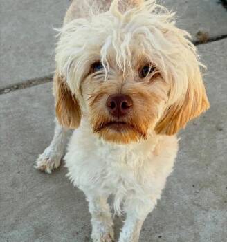 SNICKERDOODLE -  Shih Tzu Dog for Adoption in Modesto, California - SNICKERDOODLE | PetCurious