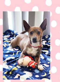 Chiweenie Dogs Available for Adoption - Happy | PetCurious