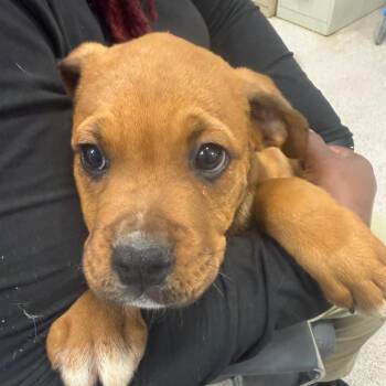 Boyyd -  Pit Bull Terrier Dog for Adoption in Horn Lake, Mississippi - Boyyd | PetCurious
