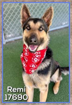 German Shepherd Dog Dogs Available for Adoption - REMI | PetCurious