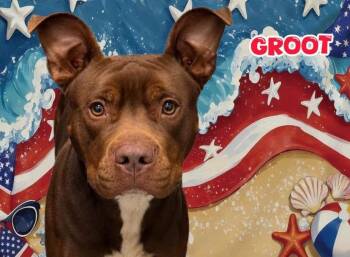 Groot -  Mixed Breed Dog for Adoption in Flint, Michigan - Groot | PetCurious