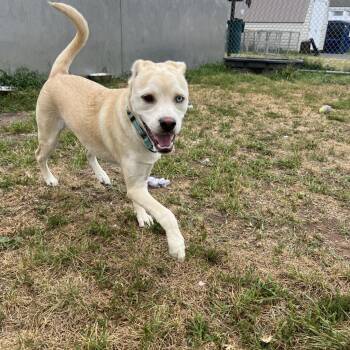 Coy Castle -  Husky and Shar Pei Dog for Adoption in Harrisonburg, Virginia - Coy Castle | PetCurious