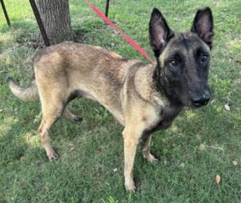 FALON -  Belgian Shepherd Malinois Dog for Adoption in Texas City, Texas - FALON | PetCurious