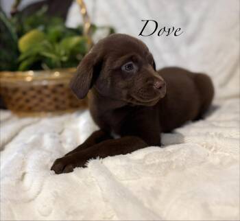 Chocolate Labrador Retriever Dogs Available for Adoption - Dove | PetCurious