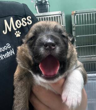 Puppy Moss- Ready to go home end of July -  Mixed Breed Dog for Adoption in Conway, South Carolina - Puppy Moss- Ready To Go Home End Of July | PetCurious
