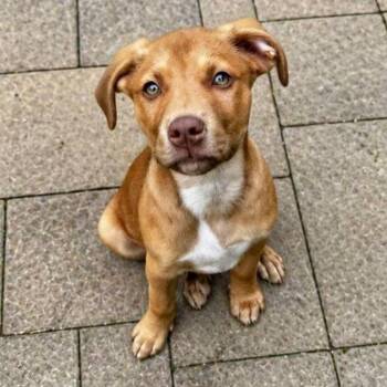 Labrador Retriever and Mixed Breed Dogs Available for Adoption in Pelham, New Hampshire - Argus  | PetCurious