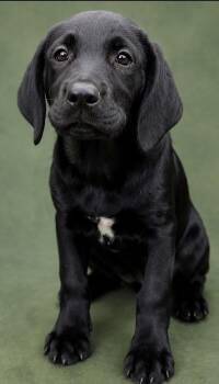 Lake -  Beagle and Labrador Retriever Dog for Adoption in Watertown, Connecticut - Lake | PetCurious