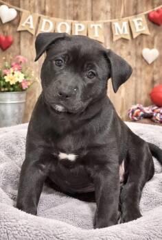 Black Labrador Retriever and Border Collie Dogs Available for Adoption - Danica Patrick | PetCurious